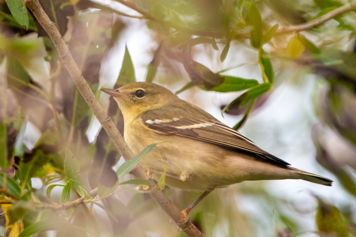 Blackpoll Warbler - ML623473655