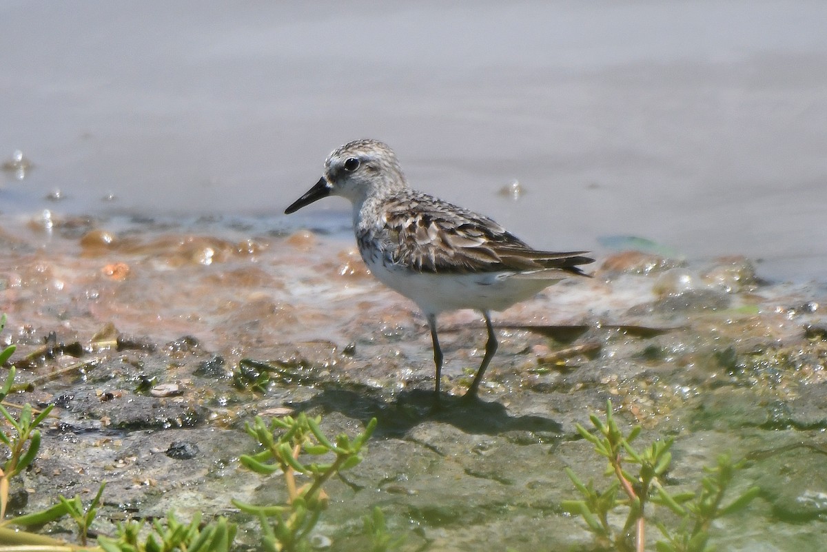 Semipalmated Sandpiper - Mário Estevens
