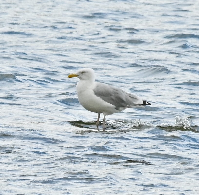 Herring Gull (American) - ML623473744