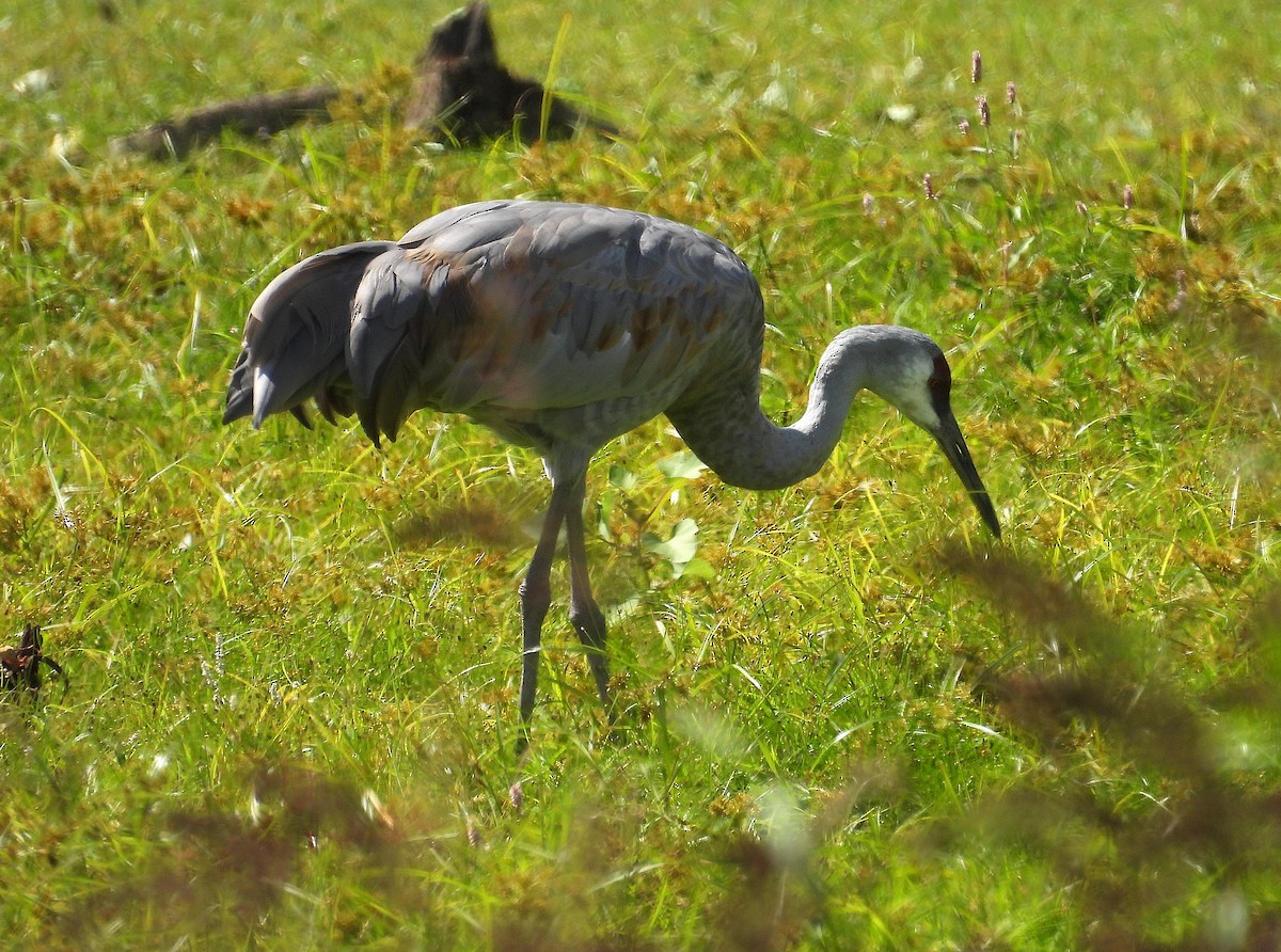 Sandhill Crane - Kathy Springer