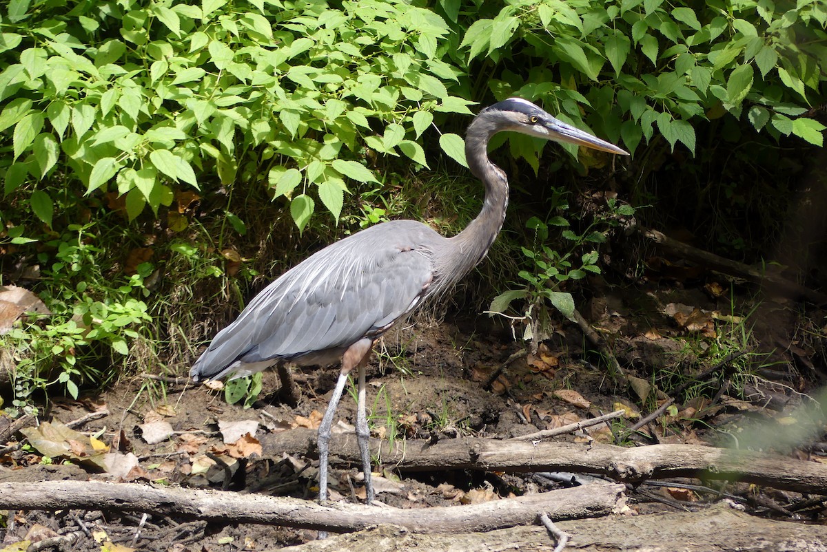 Great Blue Heron - ML623473879