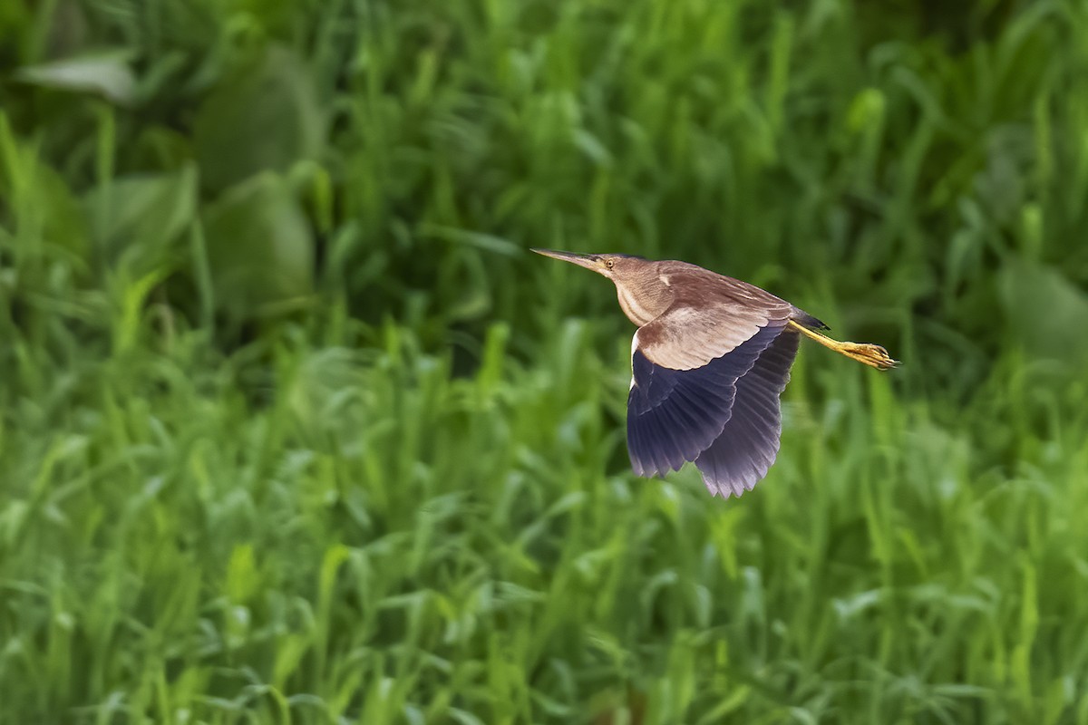 Yellow Bittern - Parthasarathi Chakrabarti