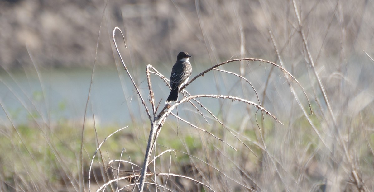 Eastern Kingbird - ML623473944