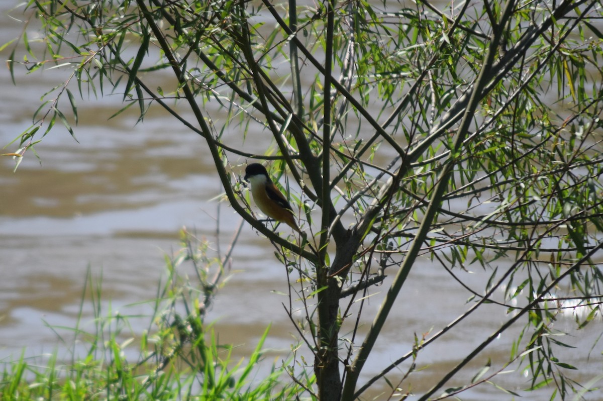 Long-tailed Shrike - Rabin Gautam