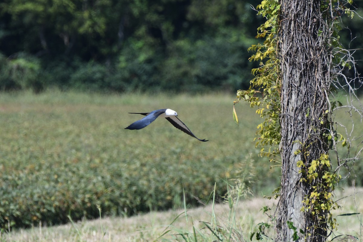 Swallow-tailed Kite - James White