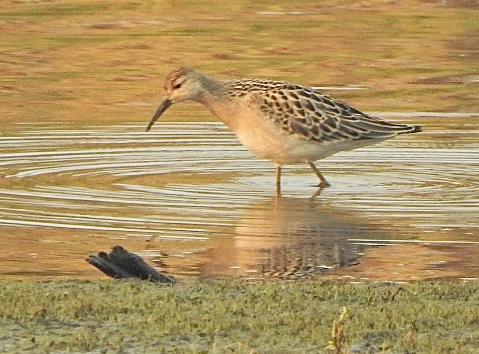 Combattant varié - ML623474149