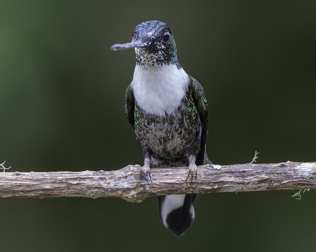 Collared Inca - ML623474186