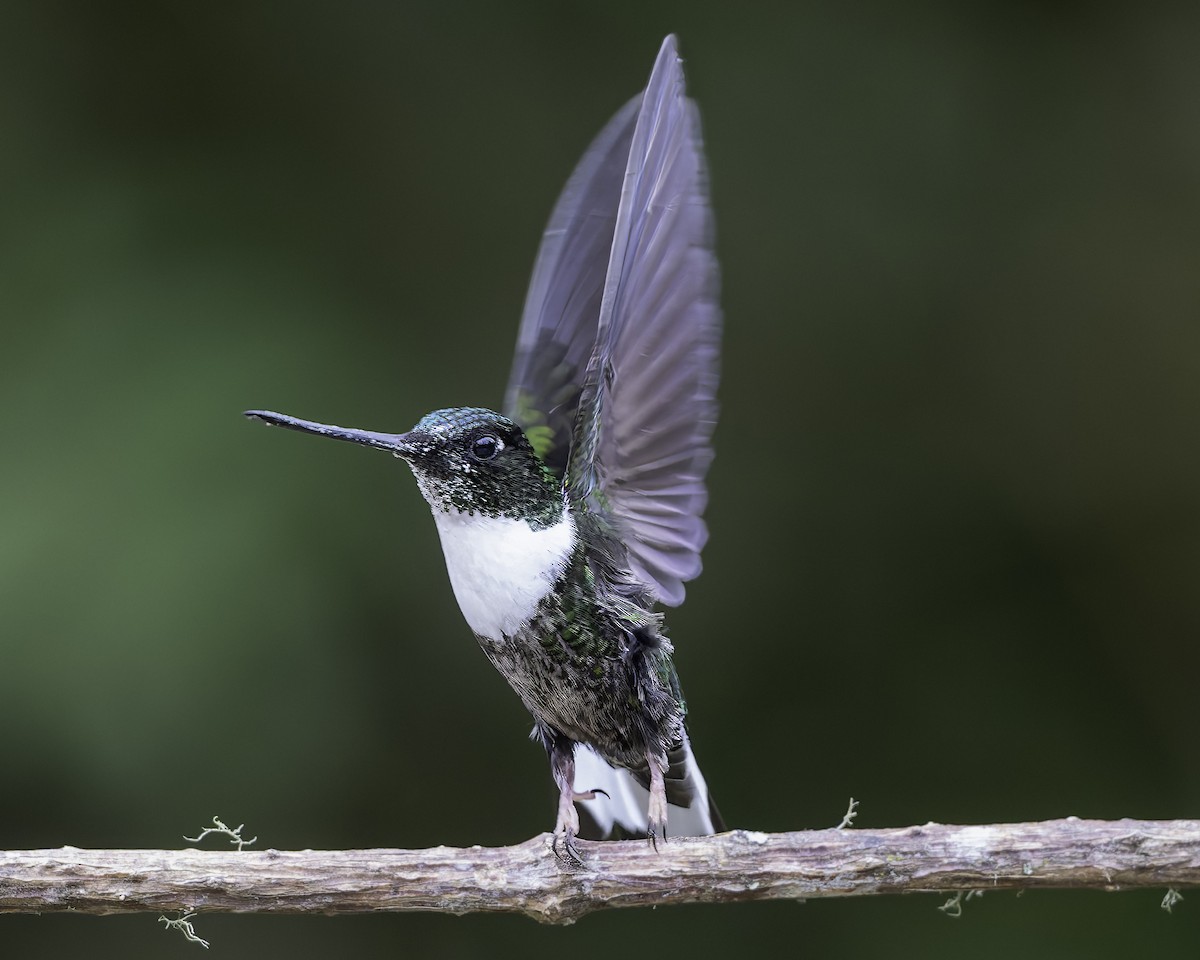 Collared Inca - ML623474187