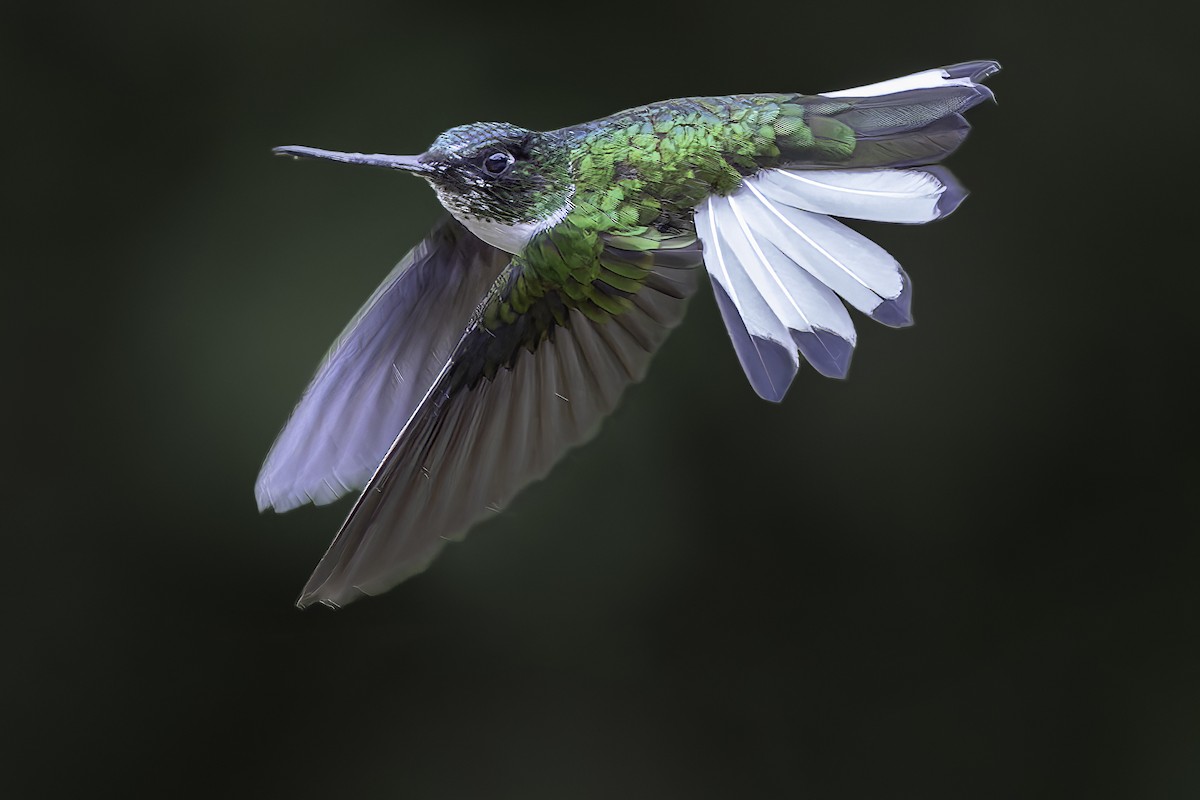 Violettscheitelkolibri - ML623474188