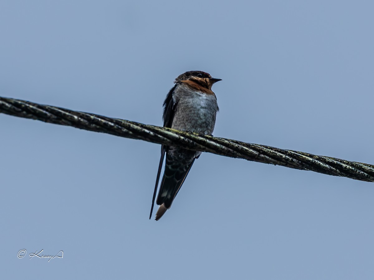 Hill Swallow - ML623474193