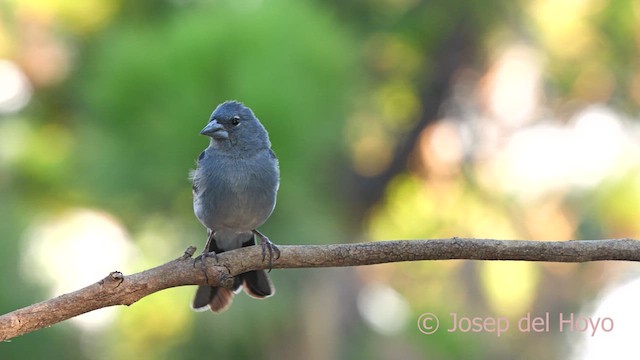 Tenerife Blue Chaffinch - ML623474219