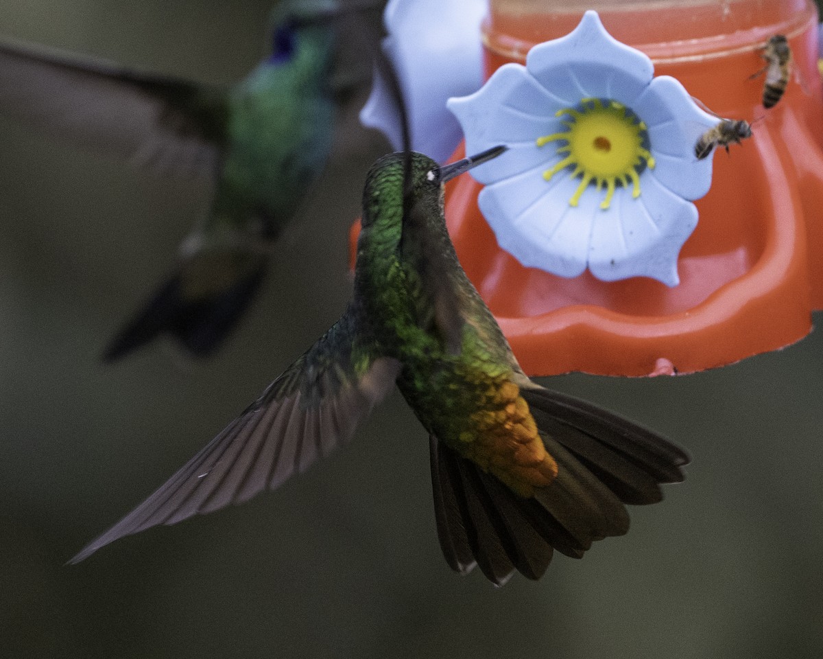 Golden-bellied Starfrontlet - ML623474283