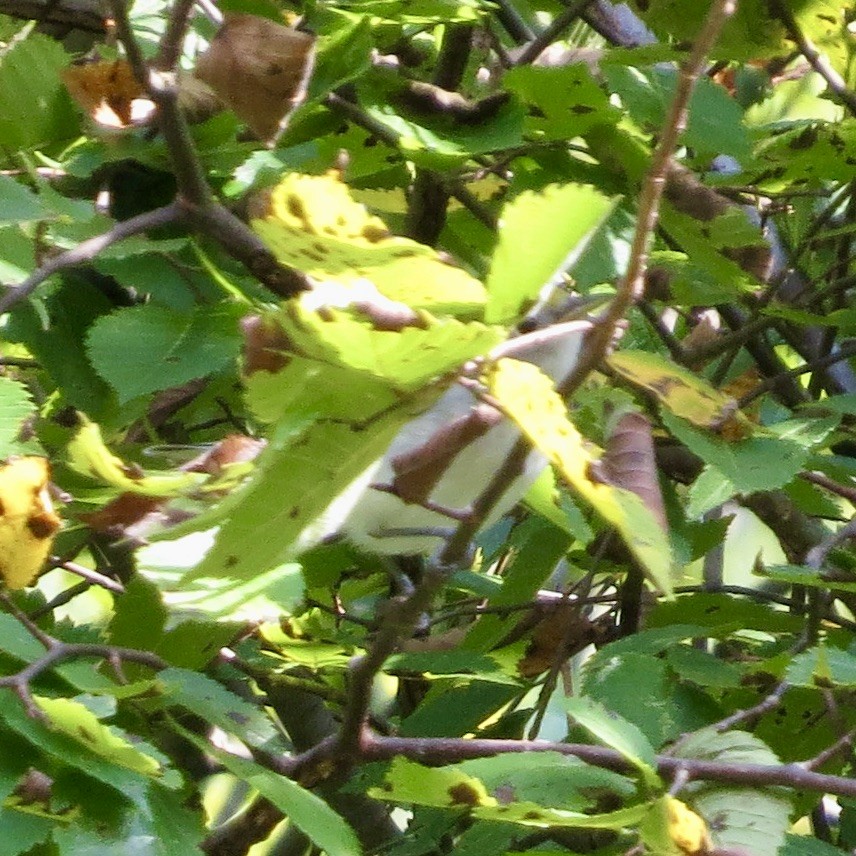 Yellow-billed Cuckoo - ML623474366