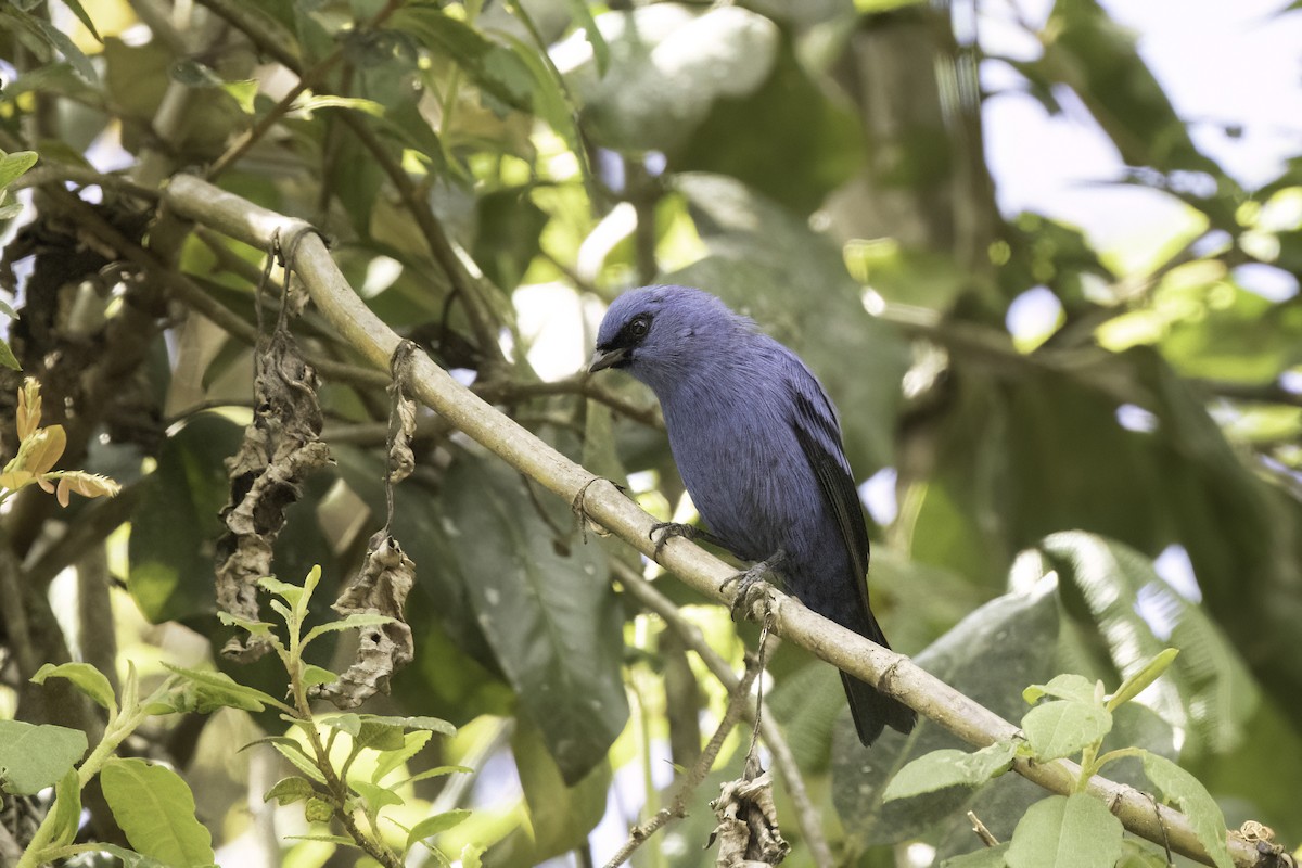 Blue-and-black Tanager - ML623474445