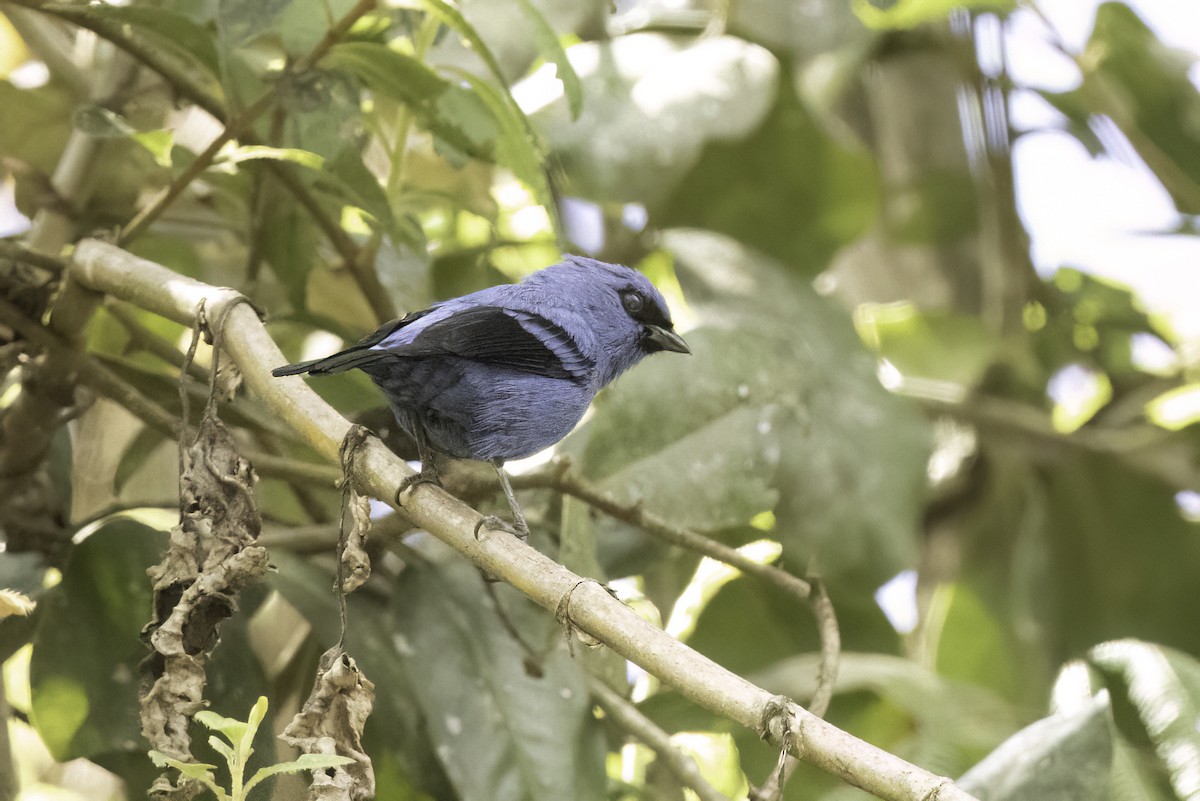 Blue-and-black Tanager - ML623474448