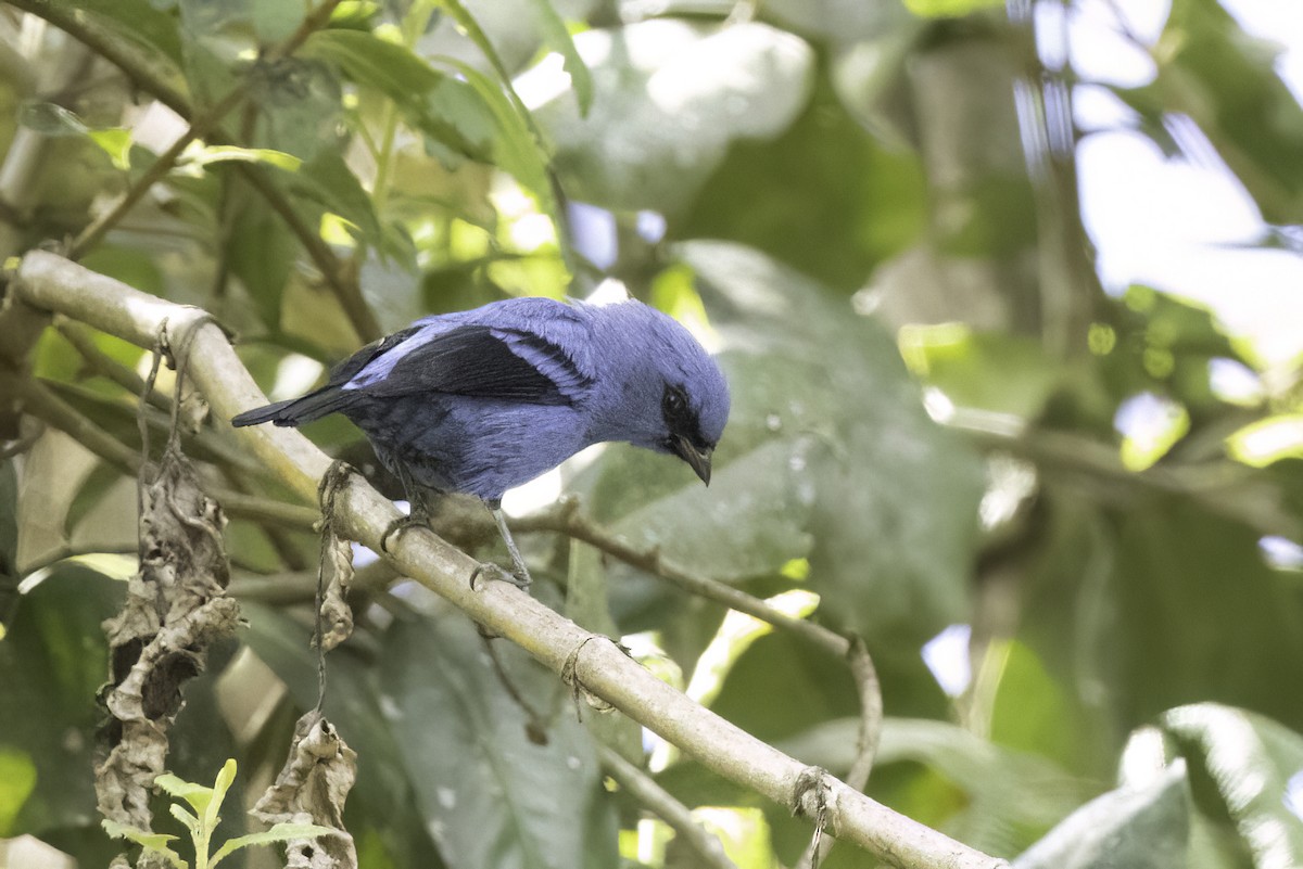 Blue-and-black Tanager - ML623474450