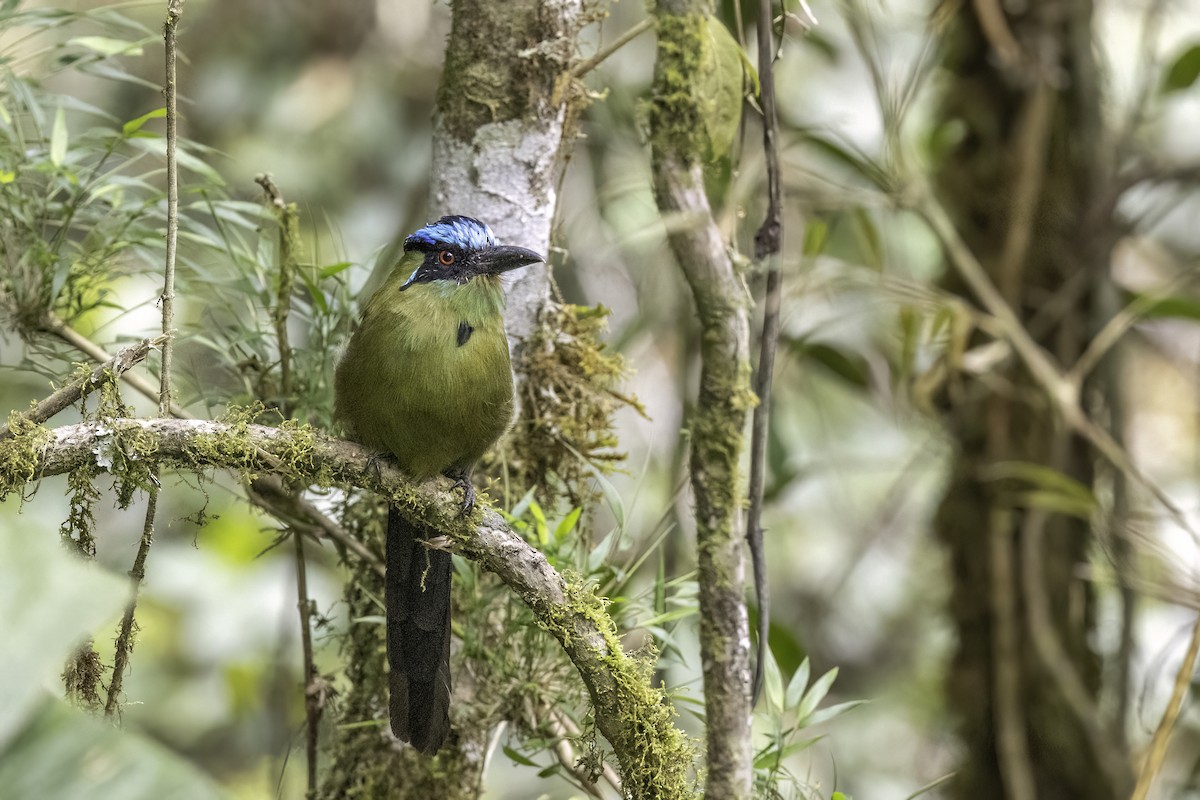 Andean Motmot - ML623474489