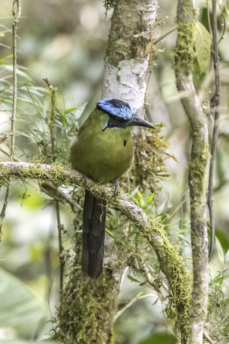 Andean Motmot - ML623474491