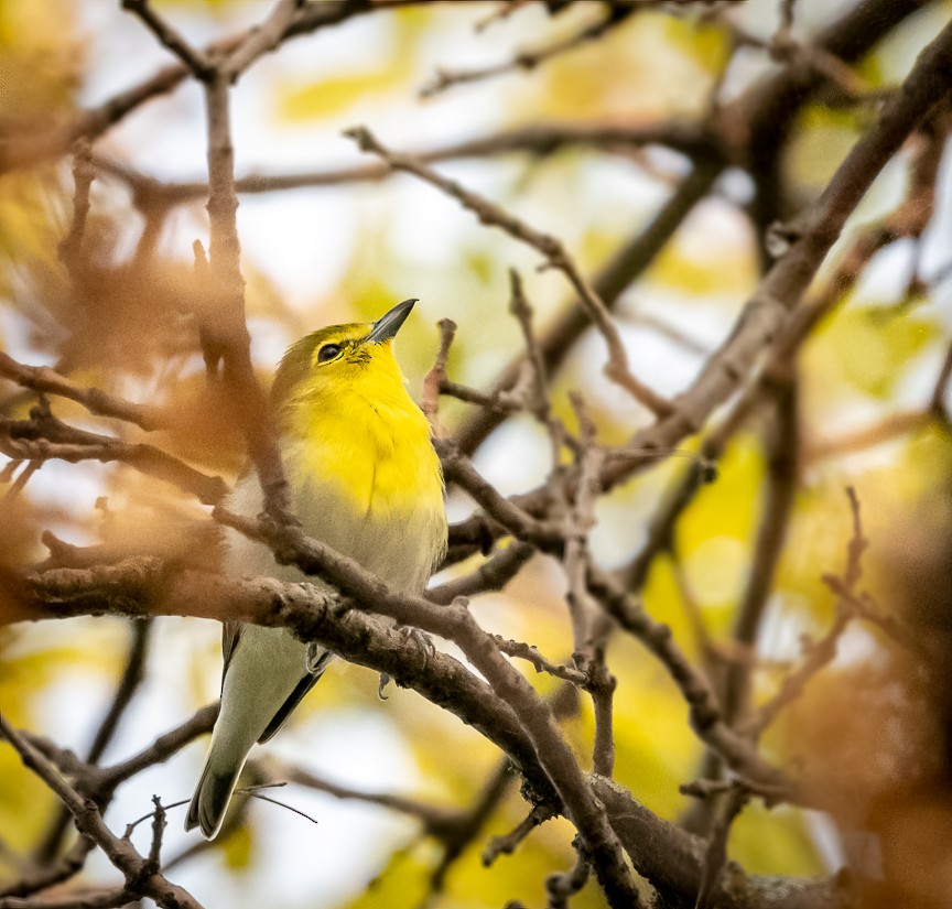 Yellow-throated Vireo - ML623474492