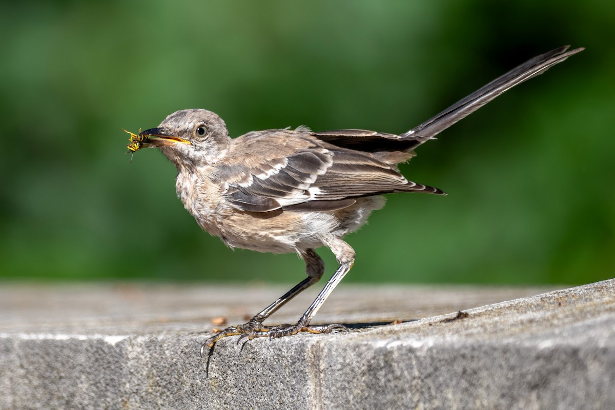 Northern Mockingbird - ML623474505