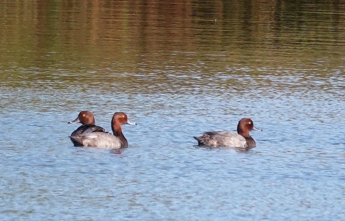 Redhead - ML623474570