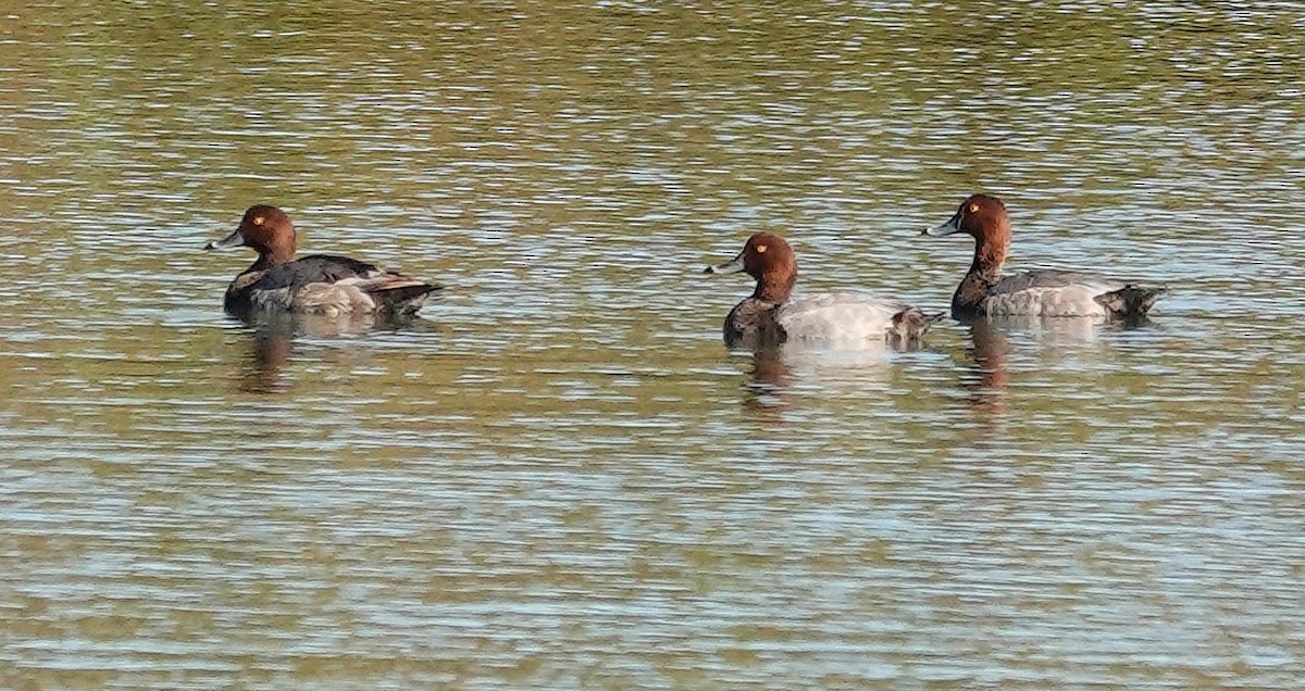 Redhead - ML623474580