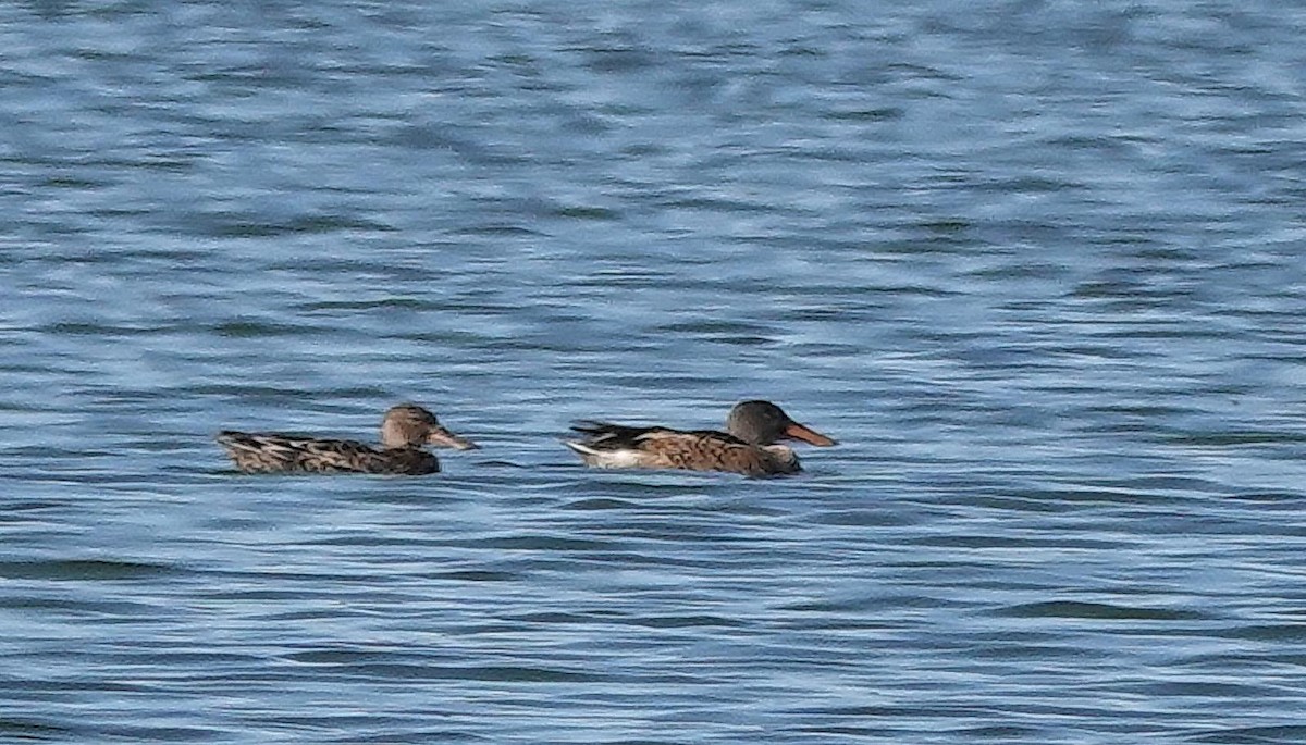 Northern Shoveler - ML623474592