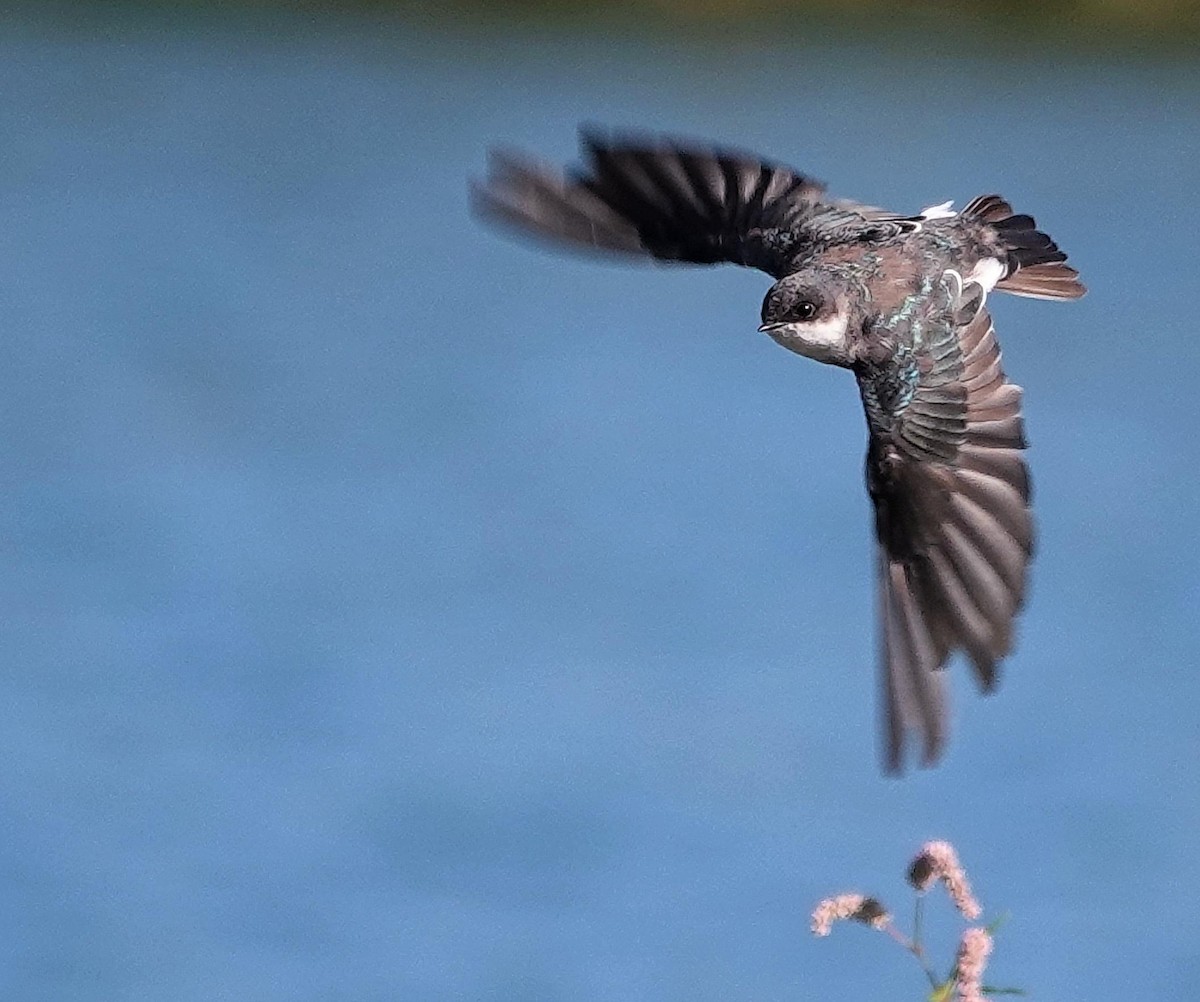 Tree Swallow - ML623474602