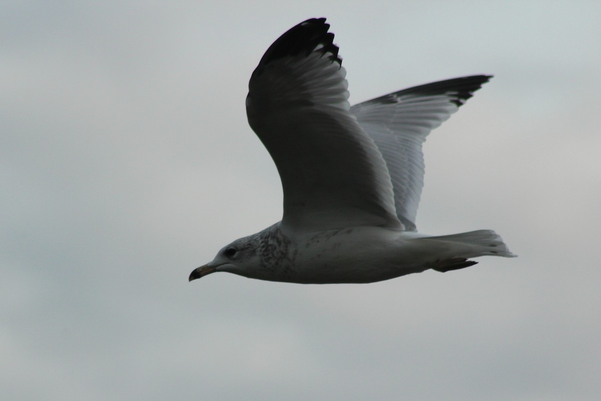 Ring-billed Gull - Vicky Bonifacio