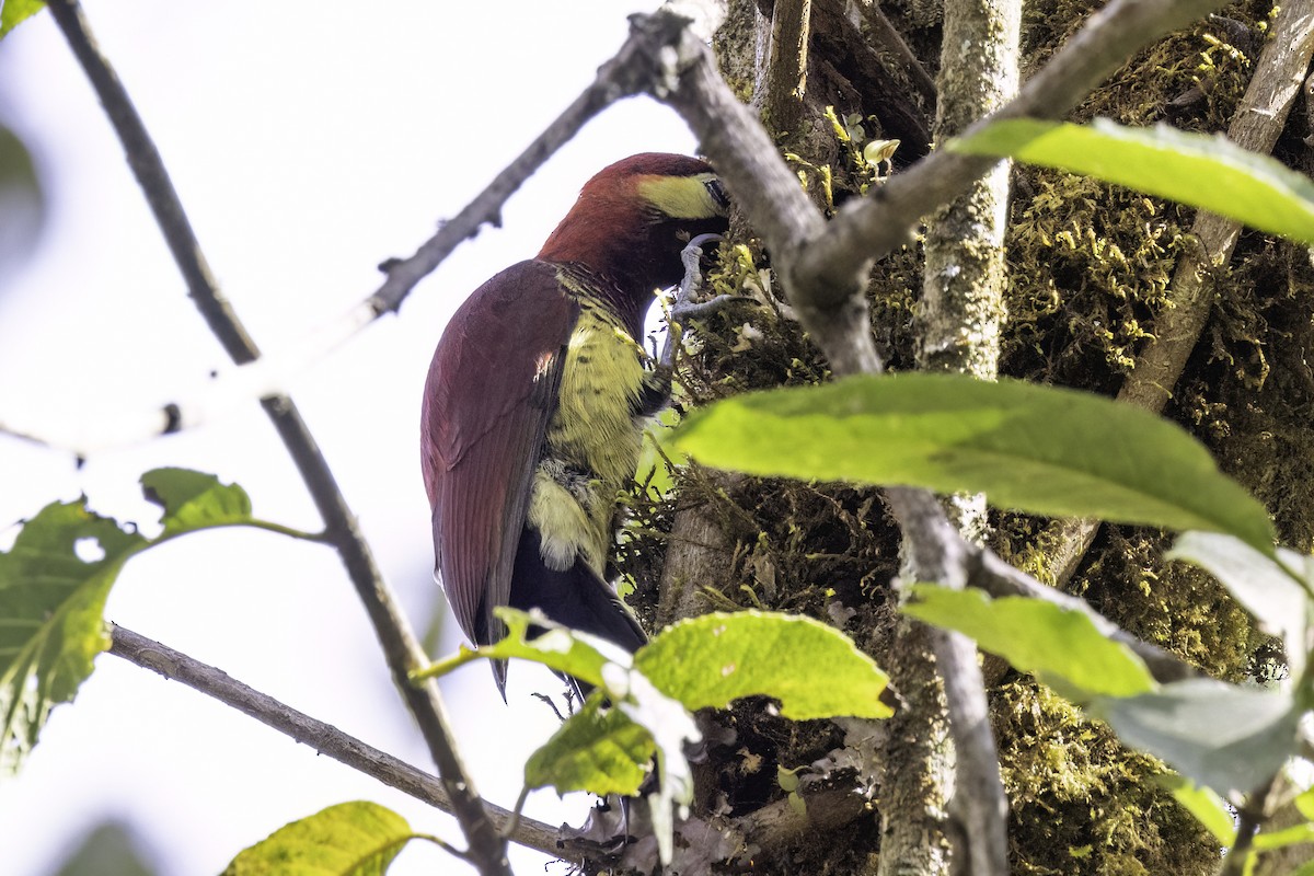 Crimson-mantled Woodpecker - ML623474689