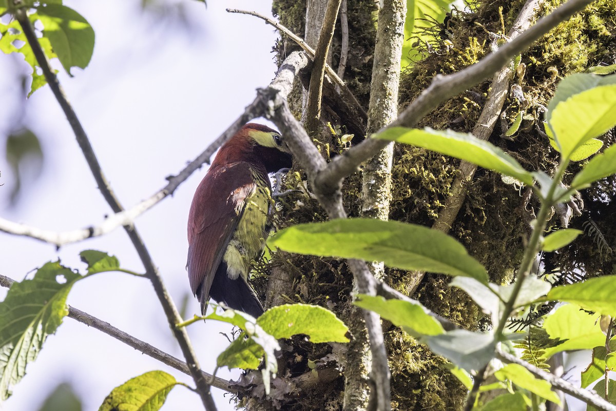 Crimson-mantled Woodpecker - ML623474691