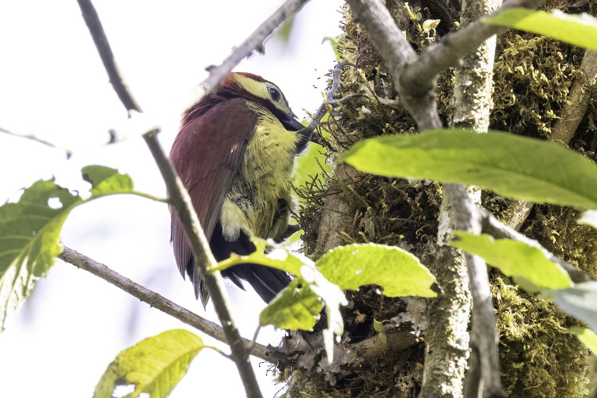 Crimson-mantled Woodpecker - ML623474692