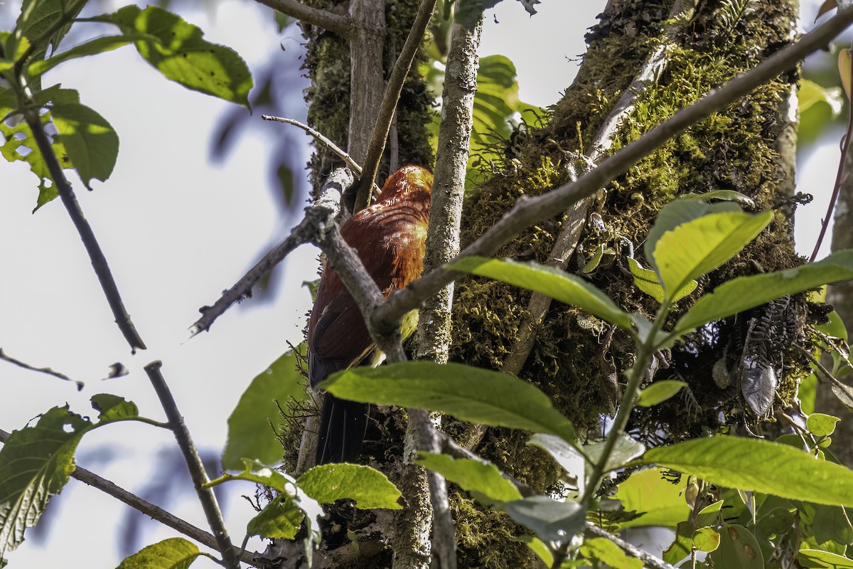 Crimson-mantled Woodpecker - ML623474696