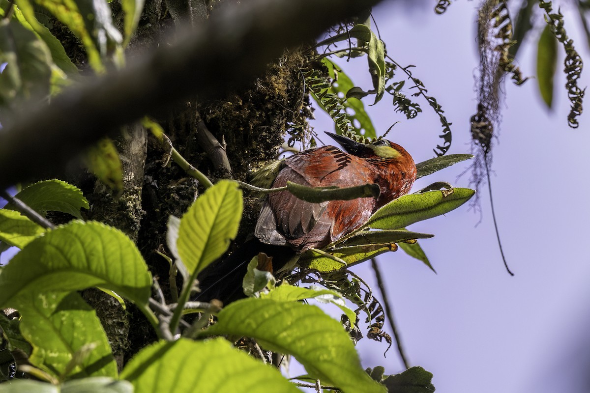 Crimson-mantled Woodpecker - ML623474699