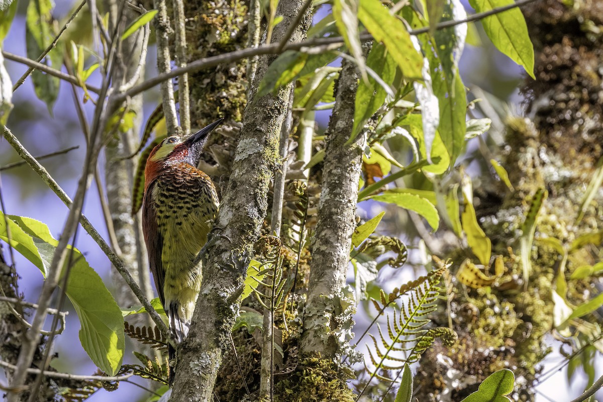 Crimson-mantled Woodpecker - ML623474702