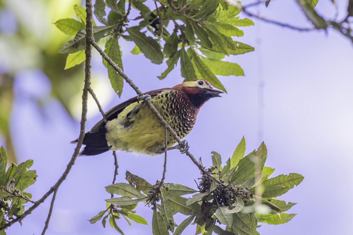 Crimson-mantled Woodpecker - ML623474707