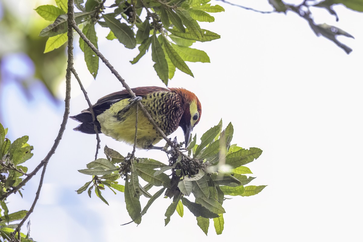 Crimson-mantled Woodpecker - ML623474710