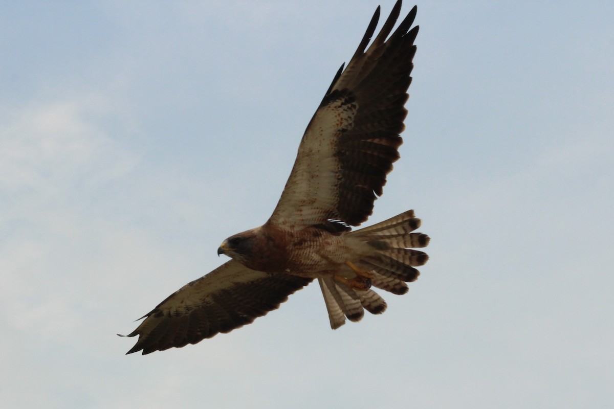 Swainson's Hawk - Vicky Bonifacio