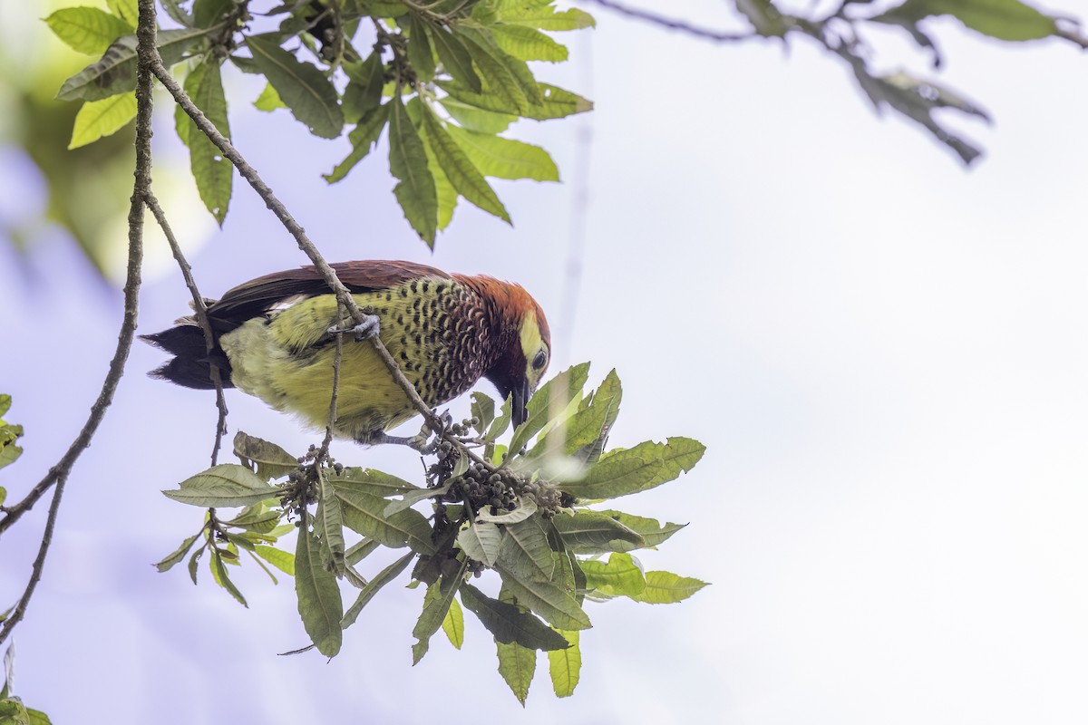 Crimson-mantled Woodpecker - ML623474716