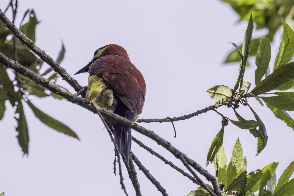 Crimson-mantled Woodpecker - ML623474721