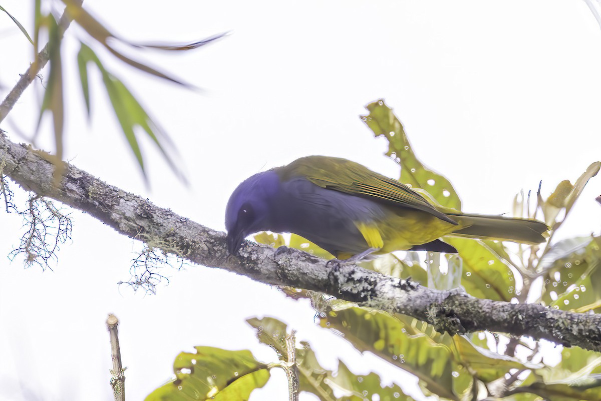 Blue-capped Tanager - ML623474727