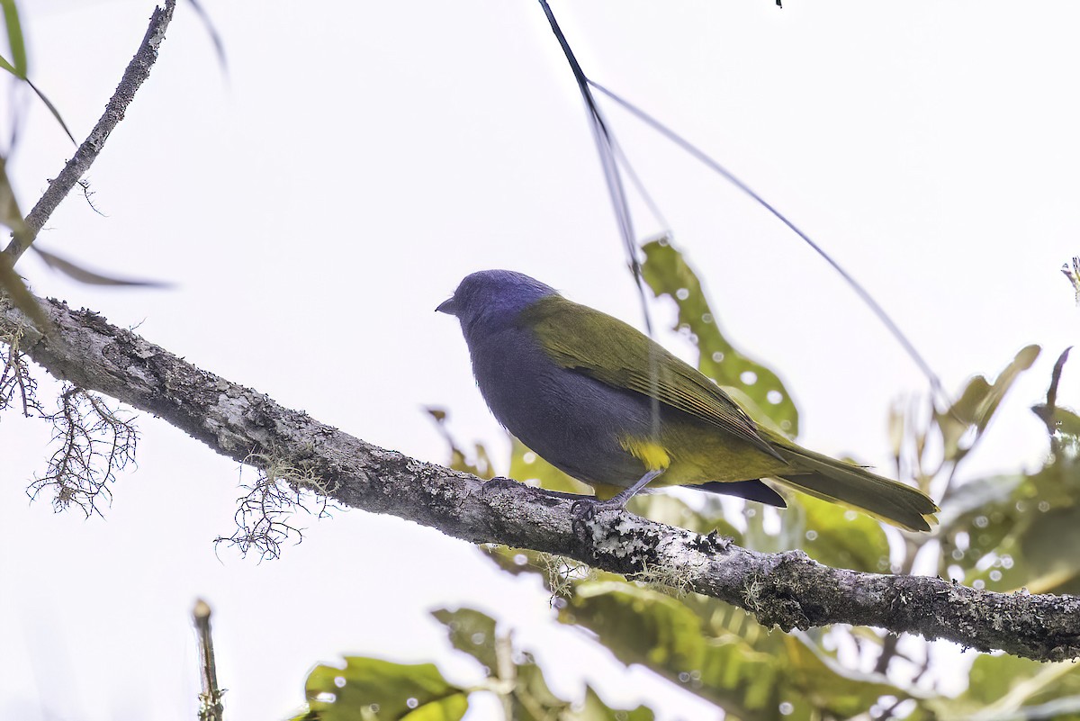 Blue-capped Tanager - ML623474754