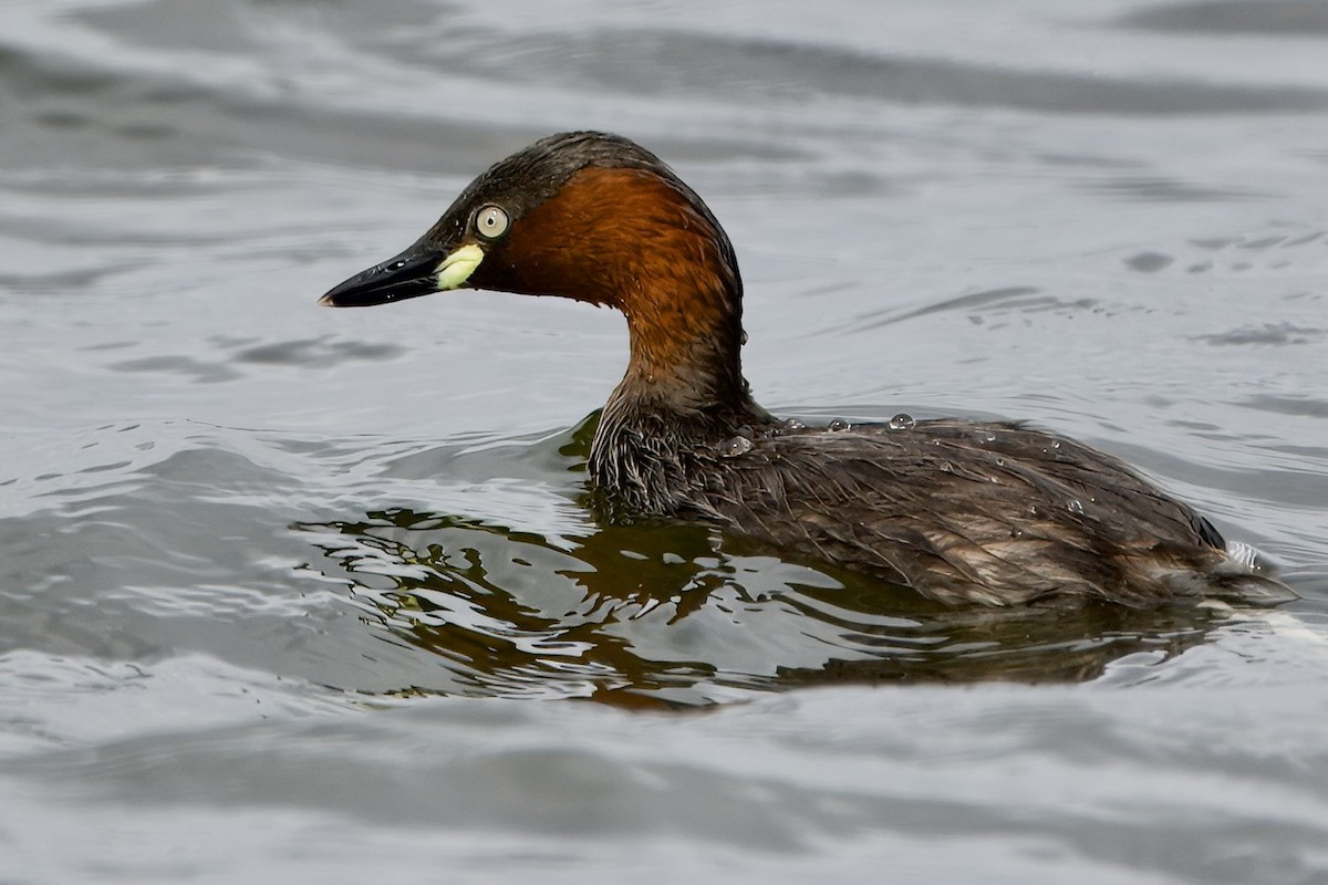 dvergdykker (ruficollis gr.) - ML623474927