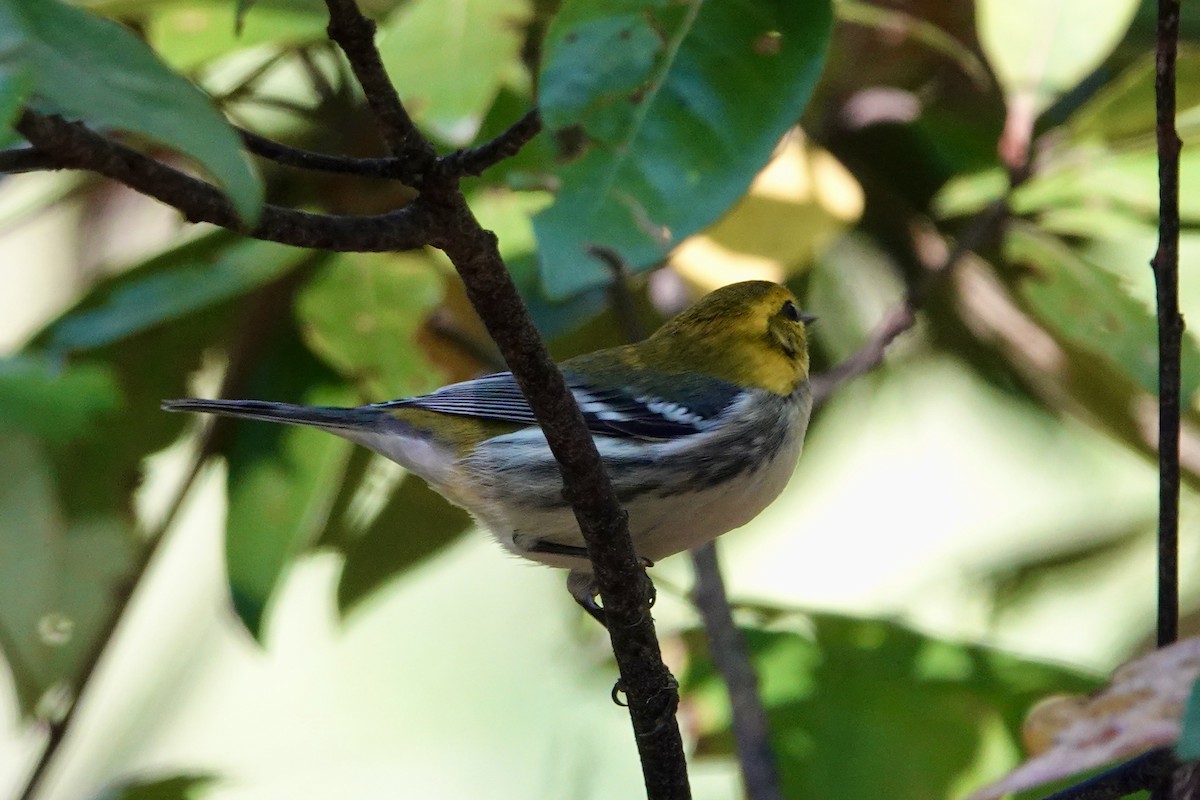 Black-throated Green Warbler - June McDaniels