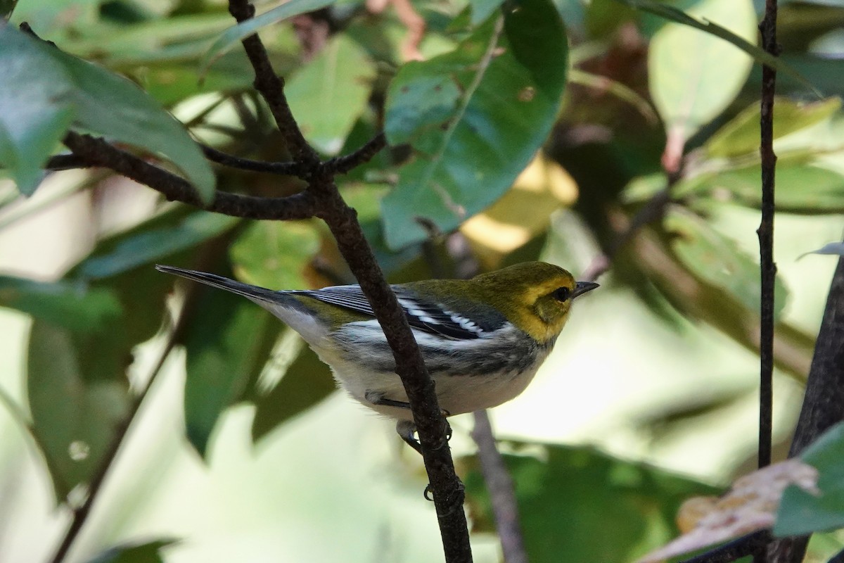 Black-throated Green Warbler - ML623474969