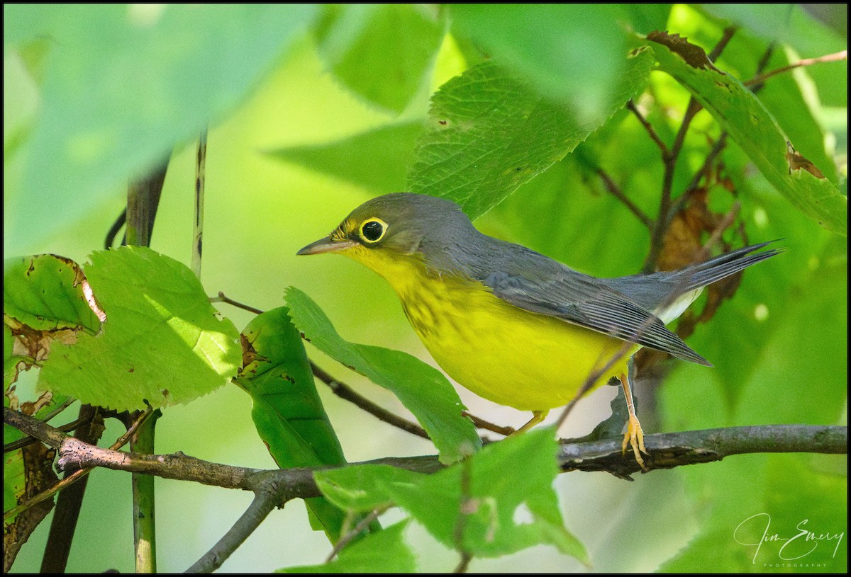 Canada Warbler - Jim Emery