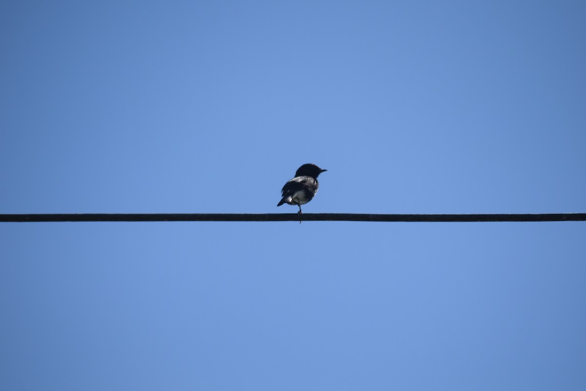 Pied Bushchat - ML623475005