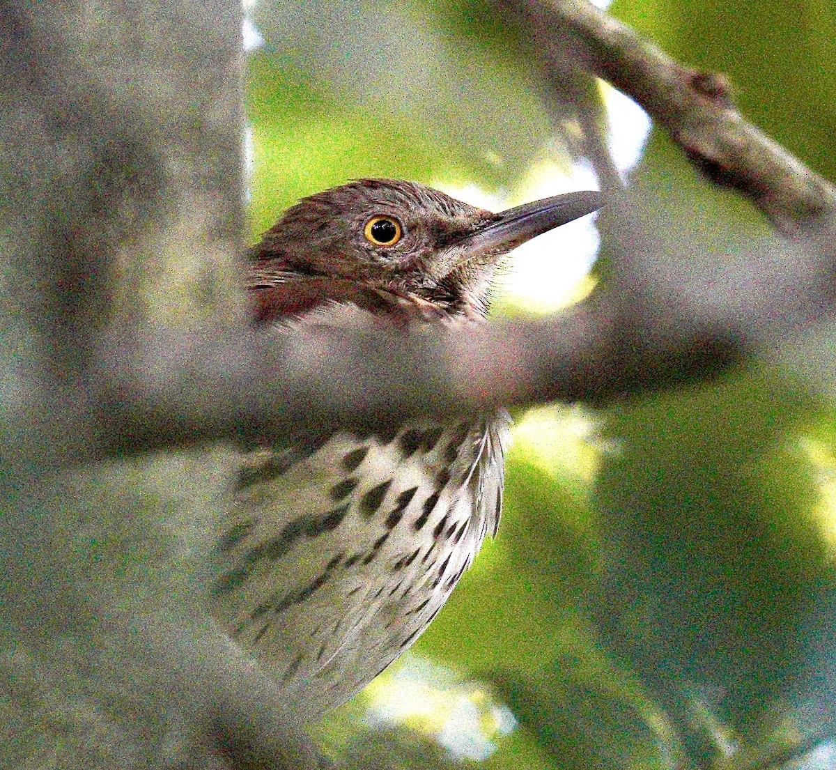 Brown Thrasher - ML623475034