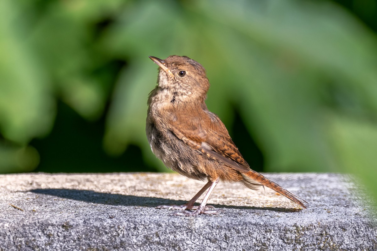 House Wren - ML623475042