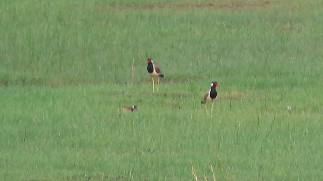 Red-wattled Lapwing - ML623475069